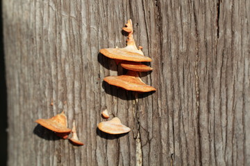 Orange fungus growing on a tree
