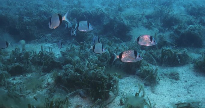 Common two-banded seabream (Diplodus vulgaris) of Mediterranean sea.