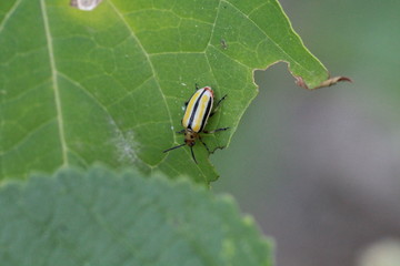 Yellow with black stripes beetle
