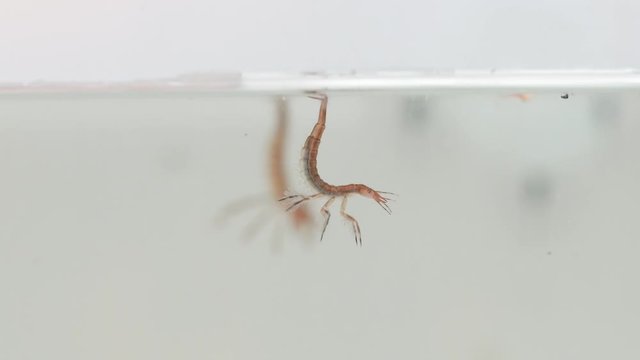 In a wild pond there are predatory diving beetles that like to eat pawn