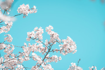 Cherry blossom in the blue sky