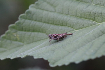 Locus on green leaf