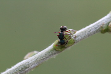 Ant gathering sap of bush