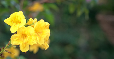 Bright yellow flowers. Nature background with copy space.