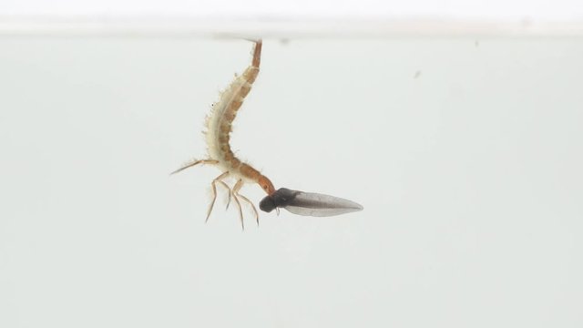 In a wild pond there are predatory diving beetles that like to eat pawn