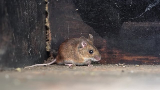 an beautiful brown mouse in a corner of a small house
