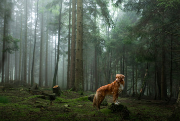 dog in the forest. Nova Scotia Duck Tolling Retriever in nature. Pet tracking