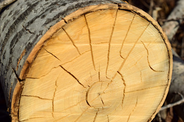 Sawn wood. 