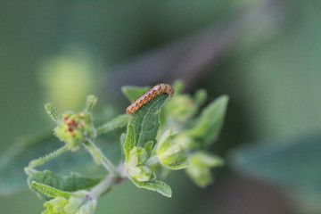 Caterpillar on green leaf 