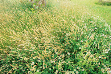 ススキとクローバー