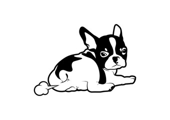 Cute black & white french bulldog puppy is farting and look back to watch his productivity in black and white style.
