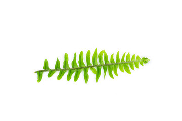 Fern leaf, Ornamental foliage, Fern isolated on white background, with clipping path