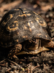 Small Turtle Macro Shot