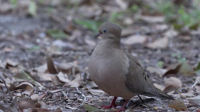 Portrait of a mourning dove in the shade on the ground in Orlando Florida