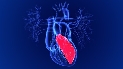 3d Illustration Human Heart Left Ventricle For Medical Concept