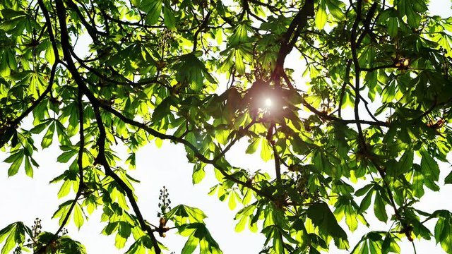 The sunlight shines through the leaves of a chestnut tree with young buds and shoots in spr