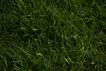 green grass background