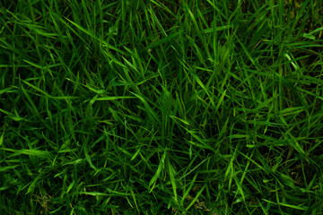 green grass texture