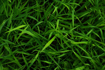 green grass in the garden