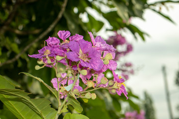 lilac flowers on a green background