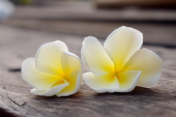 Close up of White flower isolated on old wooden with blurred background, Frangipani flower