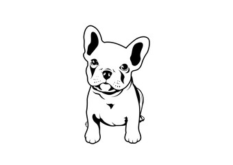 Cute french bulldog puppy. Feel adorable and funny with this Frenchie style.