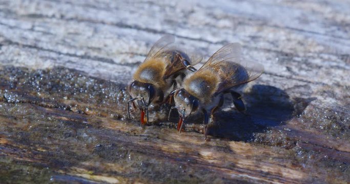 Two bee friends which drink the water of a wet wood