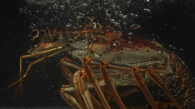 Lobster faling into the water