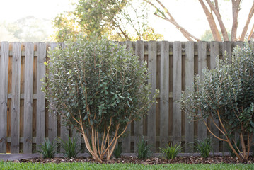 Closeup of feijoa tree shrub. Acca sellowiana or pineapple guava background	
