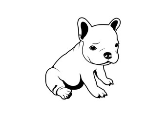 Cute little Frenchie in black and white.