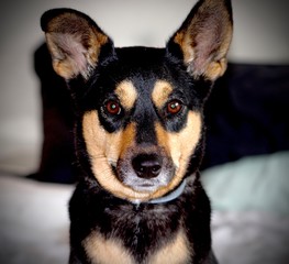 Patton looking for her ball. 