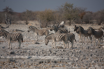 Fototapeta na wymiar Zebra Herd