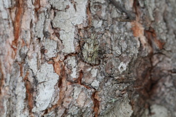 Bug camouflaged on the bark of a tree