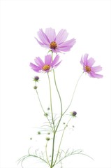 Pink Flowers Against White Background