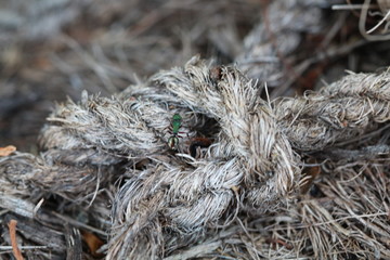 Close up of an ant on a rope