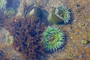 Sea Anemone 