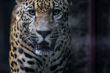 leopard, jaguar, cat, animal, wildlife, predator, wild, zoo, mammal, panther, feline, nature, fur, big, leopard, portrait, carnivore, big cat, spots, tiger, eyes, jungle, safari, hunter, face