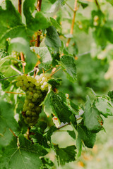 organic grape growing