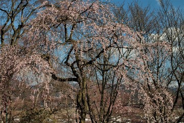 烏帽子山のしだれ桜