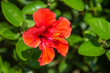 Obraz premium Red garnet tree hibiscus flower