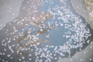 水溜りに反射する桜