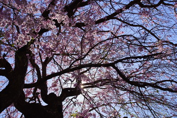 2020年4月11日東京都八王子市の「団地で撮影したしだれ桜」4