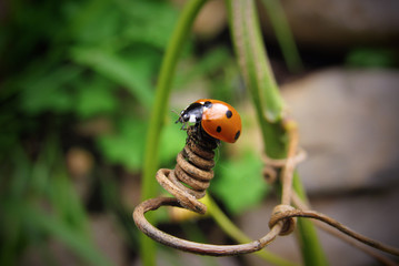 ladybug on a leaf