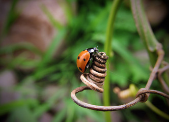 ladybird on a leaf