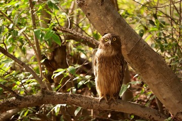 Brown Fish Owl