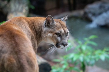 cat, animal, cougar, lion, puma, feline, wildlife, wild, predator, mammal, nature, lioness, mountain lion, panther, carnivore, fur, big, portrait, zoo, eyes, puma concolor, face, lynx, hunter