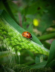 ladybug on grass