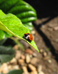 ladybug on leaf