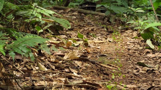 A trail of Leaf Cutter Ants (Atta sp.) in their natural habitat, pristine tropical rainforest near rio Tiputini in the Ecuadorian Amazon