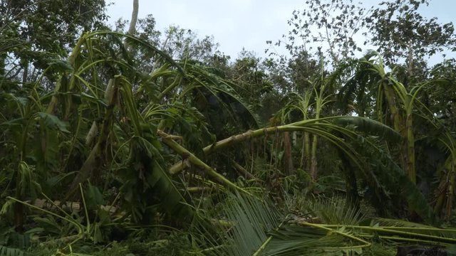 A devastated forest with damaged banana trees in the Island of Fiji - Wide Shot